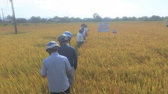 Applying an integrated technical package to rice production increases profits by 20%